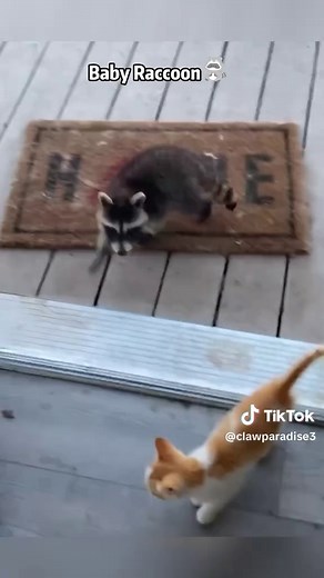 Wanting a Baby Raccoon: Cute Facts & Care Considerations