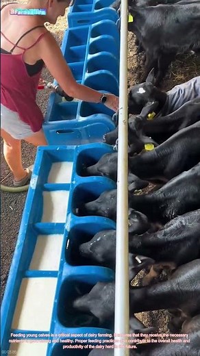 The Nourishment of Dairy Calves: A Glimpse into Farm Life