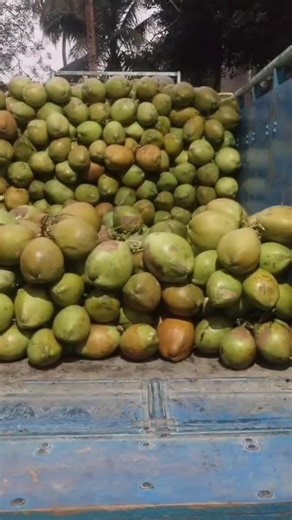 Green Coconut (Tender Coconut) Loading From #westbengal #greencoconut #tendercoconut #dabh #coconut