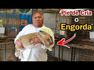 How to select the BREEDING FOOT on a GIANT RABBIT FARM 🐰🤠