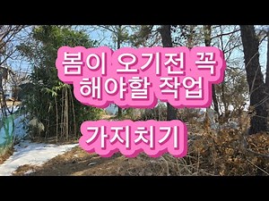 (가지치기) 텃밭 겨울작업 은행나무 가지치기, 전지작업