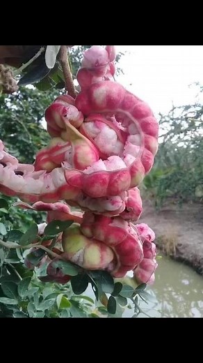 dy2o3qf8e51w នៅលើ TikTok