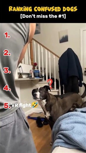 Ranking the Most Confused Dogs Ever 🤯 #funnydogs #confuseddog #shorts #viral
