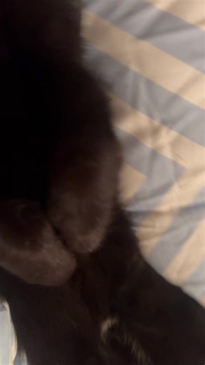 Lamby and other stuff (@lamby_the_lamb2.0)’s videos with original sound - Aequorika