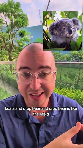 Drop Bears vs Koalas: Understanding the Difference