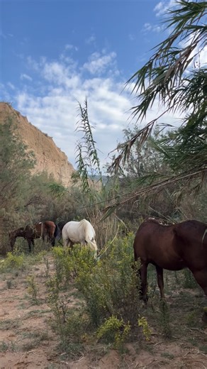 2.9K views · 806 reactions | The horse herd roaming 殺 | Jacobs Ridge Animal Sanctuary | Facebook