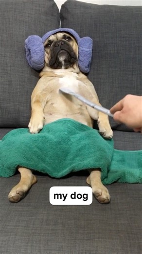 1M views · 22K reactions | My Dog VS Other Dogs . . #griffinfrenchie #facebookreel #frenchbulldog #frenchie #frenchies #cutedogs #sleepydog #frenchielife | Griffin Frenchie | Facebook