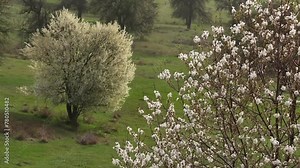 Blossom tree. Aerial drone 4K video with a white flower blossom tree on top of a hill. Concept nature video for spring coming.