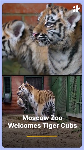 Moscow zoo sparks global excitement as two rare amur tiger cubs make their first adorable appearance. The birth of these endangered big cats brings fresh hope for conservation efforts and has instantly captured the internet’s heart. #moscowzoo #amurtigercubs #wildlifeupdates #cutetigerbabies #animalconservation #viralnews #zootrend | Indiatimes