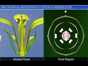 CBSE Class 11 Biology || Technical Description of Flowering Plant || By Shiksha House