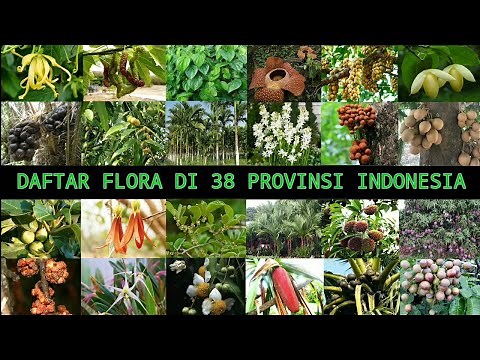 LIST OF FLORA IN 38 PROVINCES OF INDONESIA