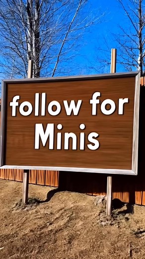 Facts about Mini Horse series 1 - A mini horse might stand under 3 feet tall, but it has the same 205 bones as a full-sized horse. Perfectly built — just smaller in every way. #minihorse #equineanatomy #animaleducation #horsefacts #tinyhorsebigheart #cuteminipets #minihorselife #animalwellness #horselovers #educationalcontent | Cute Mini Pets