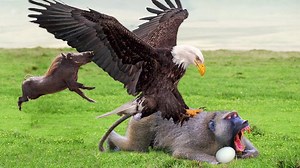 9.7M views · 109K reactions | Eagles Too Dangerous Catch Baby Warthog Daring Baboon Herd Rescue But Fails Hawk vs Iguanas | Wild life Animals | Facebook