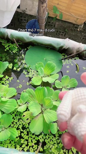 Hướng dẫn móc len chart thỏ 7 màu chi tiết