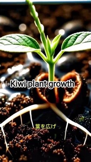 キウイの種から果実まで🥝 | 成長タイムラプスの奇跡. #shorts #timelapse #plantgrowth