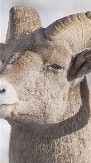 Bighorn Sheep: Nature's Most Incredible Climbers