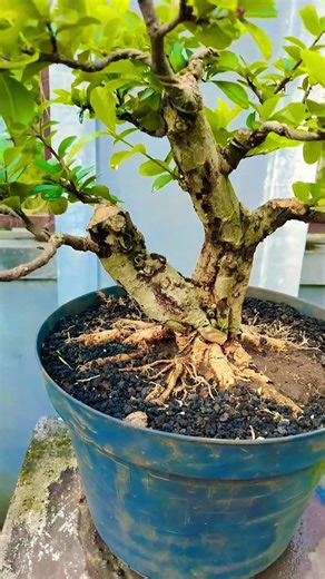 Hasil Program akar sianci #caraperawatanbonsai #bonsai #bonsaitree #sianci #fyp