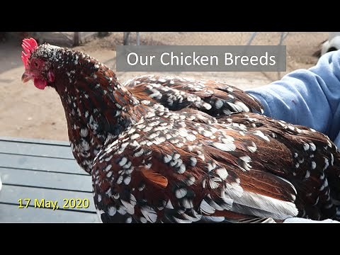 Our Chicken Breeds