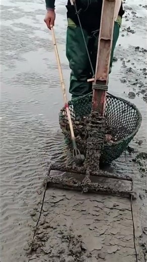 The surefire way to pick up shells from the beach sand easily and quickly #popular #viralshorts