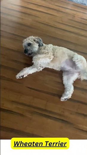 The cutest Wheaten Terrier ever seen