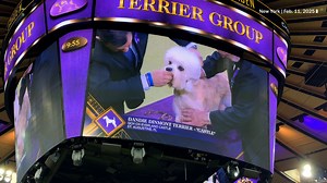 Dandie Dinmont Terrier competes at Westminster