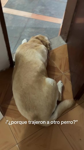 Los perros y su amor: Labrador y Salchicha juntos