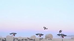 Our Fatal Shot Custom Choke Tubes are a result of a partnership between us and Rob Roberts Custom Gun Works. These are designed to hold patterns longer and produce a more consistent point of impact. Available in Waterfowl (short, medium, long), Predator, and Turkey. | Mojo TV