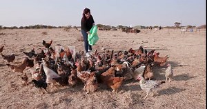 Female farmer feeding large group of free range chickens corn from a sack with organic pigs in the background