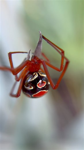 Wait, there’s a RED widow? The red widow is a beautiful spider species that is endemic to special habitat in central and south Florida! These spiders have done a great job of filling a specific niche in their respective ecosystem by hunting in a particular way. They create messy webs in and around palmettos and scrub oaks that ensnare moths and beetles as they fly through these plants. The red widow is a great example of a species that is perfectly adapted to its environment, but now is in poten