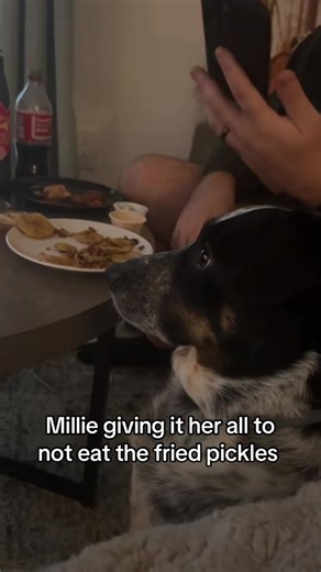 Understanding Dog Anxiety: Signs and Solutions