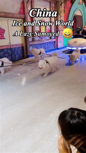 Hilarious Sled Dog Fail | No Animals Harmed! Meet “lazy” husky at Ice-Snow World! 🐶 While other dogs are “pulling” the sled, this one just flops down and chills. Don’t worry — the sled is actually electric-powered, no animals are harmed! Just pure fun and funny moments. Come experience the real winter magic in China and catch these dramatic dogs in action! How to have the most relaxing trip to China? Contact me now to book! Plz send DM: dates people number other inquiries #chinatravel china chi