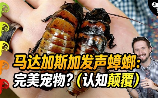 [中配]马达加斯加发声蟑螂：完美宠物？（认知颠覆） - Clint's Reptiles