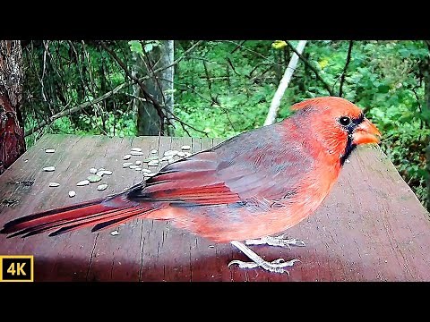 Northern Cardinal Chip Chip or Chipping Call