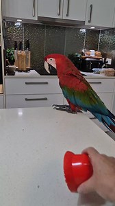 Parrots are undoubtedly intelligent, but their intelligence differs from human intelligence in many ways. They excel in areas like memory, learning, and communication, but they do not possess the same level of abstract thought or complex problem-solving abilities as humans. While parrots may not be as intellectually complex as humans, they still exhibit a remarkable level of intelligence and cognitive ability, particularly within their own species and environment. Researchers have identified a b