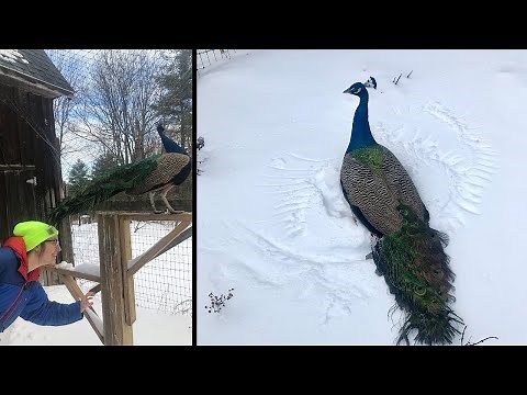 Can PEACOCKS SURVIVE the WINTER and farm update!!
