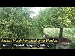 Affordable and Cheerful Mixture... Blendok Fungus Eradicator on Orange Trees