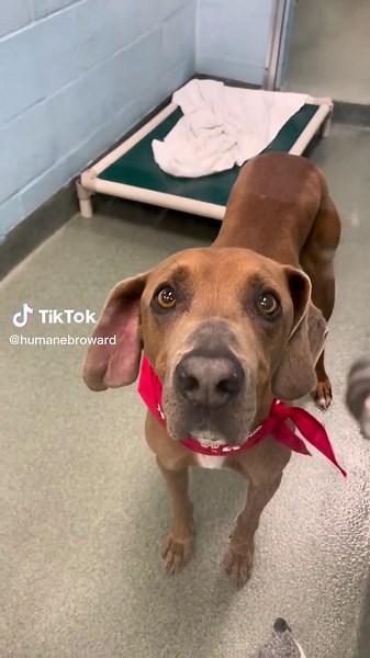 Meet Arnold: The Sweet 6-Year-Old Weimaraner Mix in Need of a Loving Home