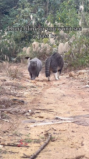 Cat memes on Instagram: "I’m speed 💨"