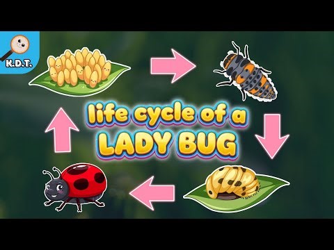 Life cycle of a Ladybug - Life cycle of a lady beetle - Science learning video for toddlers & kids