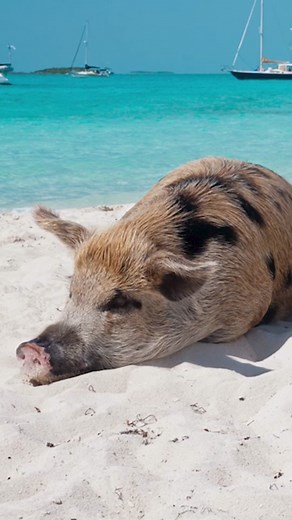 Facts About Pig Beach #facts #pigbeach