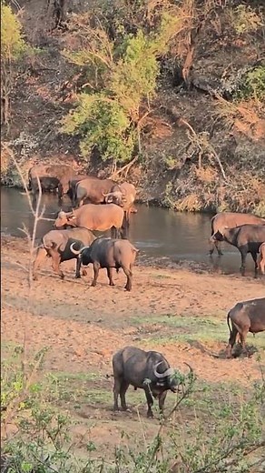 Buffalo Herd at Dawn in Dry Riverbed. #wildlife #safari #krugernationalpark #nature #photography