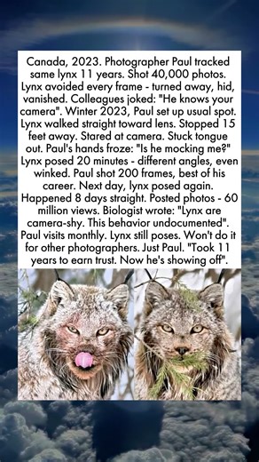 The Lynx Who Became A Model