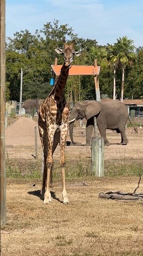 The Masai Giraffe is endangered due to habitat loss and poaching, with populations declining.