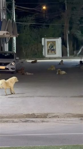 ‎ميسان نيوز maysan news‎ on Instagram‎: "الان انتشار كبير للـ ـكـ ـلاب السائبة في منطقة عواشة"‎