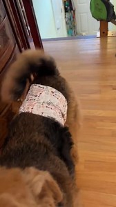 Custom Made Male Dog Belly Band: Reusable Cotton Wrap Diaper Personalized Options - Etsy