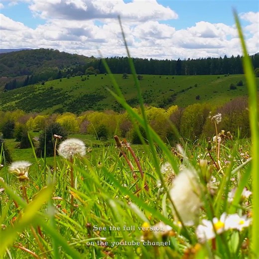 🌼🌿 Alone in nature with the healing frequencies of nature #birdsong #goodmorning