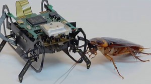 Want to make a robot that can't be killed? Look to the cockroach