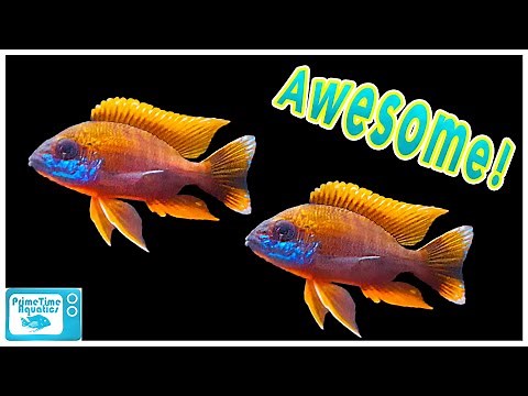 Eureka Red Cichlid Breeding and Care