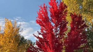 34K views · 2.7K reactions | Simply gorgeous!  Flagstaff is showing off its fall colors today, check out this gorgeous video we got from Naat'aah Naachid!  | ABC15 Arizona | Facebook