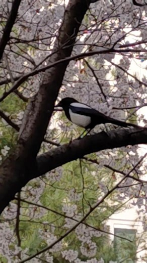 A beautiful magpie in a Cherry Blossom tree. 벚꽃나무에 앉은 아름다운 까치.